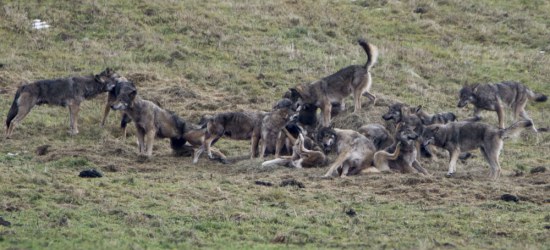 Wygłodniała wataha wilków w Bieszczadach (FOTO)