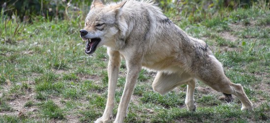 ŁUKOWE: Wilk pokiereszował psa. „Dzieci są przerażone, strach wyjść na podwórze”