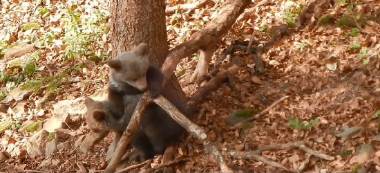 BIESZCZADY: Miśki w akcji. Poranny trening maluchów (VIDEO)