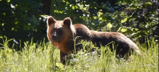 BIESZCZADY: Kiedy na leśnej drodze spotyka się niedźwiedzia (VIDEO)