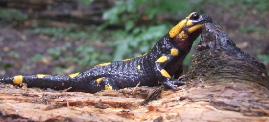 BIESZCZADY: Wzmożona aktywność salamander. Dlaczego?