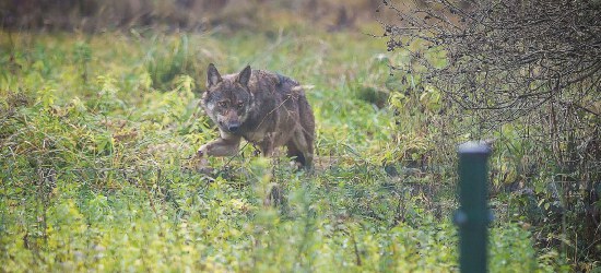 BIESZCZADY: A wilk skrada się powolutku (FOTO)