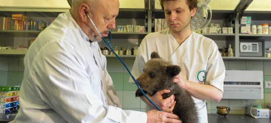 Jej misiowatość Cisna. Mała niedźwiedzica uratowana przez leśników. Dzisiaj ma już 2,5 roku! (FOTO)