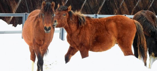 BIESZCZADY: Hucuły czekają na przejażdżki (FOTO)